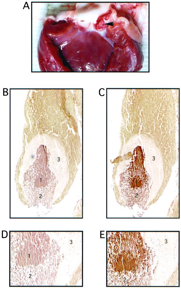 FIG. 7