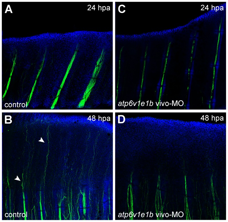 Figure 6