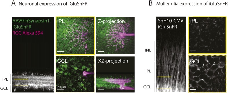 Figure 4—figure supplement 1.