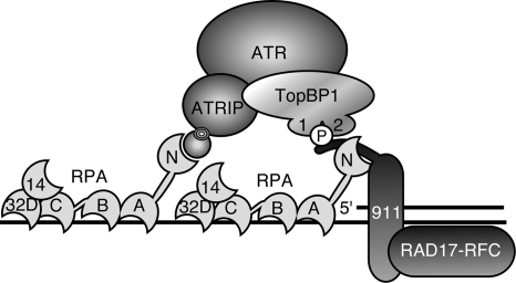 FIG. 7.