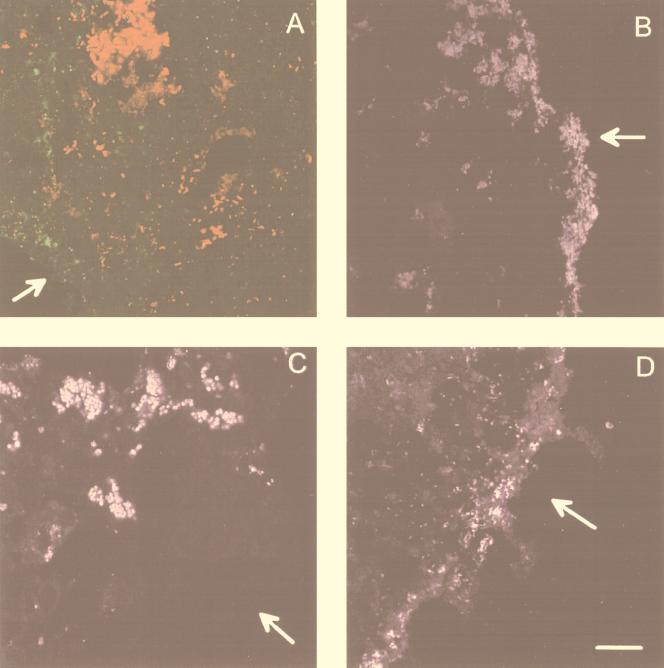 FIG. 7