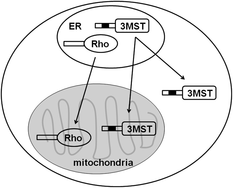 FIG. 1.