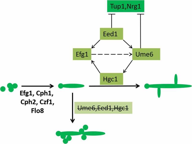 Figure 7.