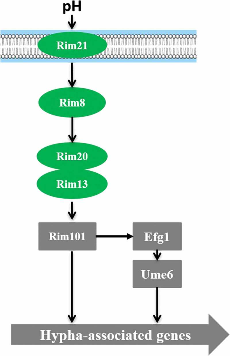 Figure 4.