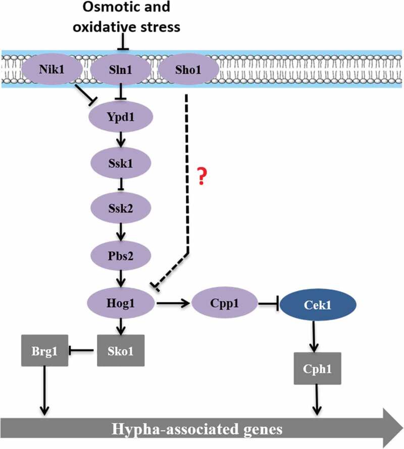 Figure 5.