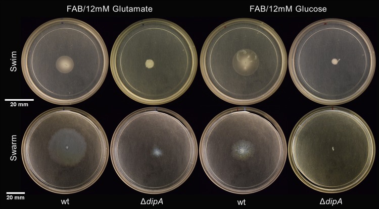 FIG 2