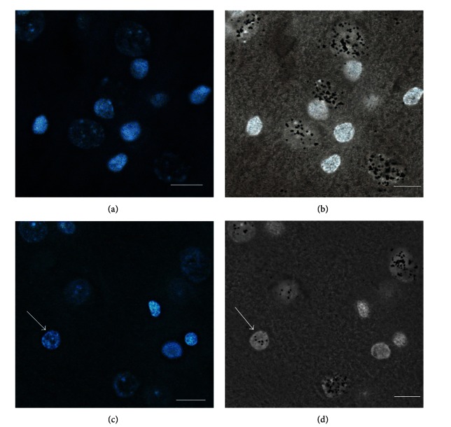 Figure 12