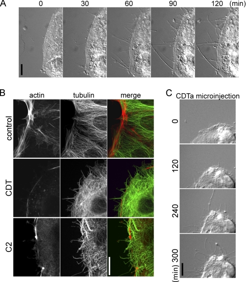 FIGURE 1.