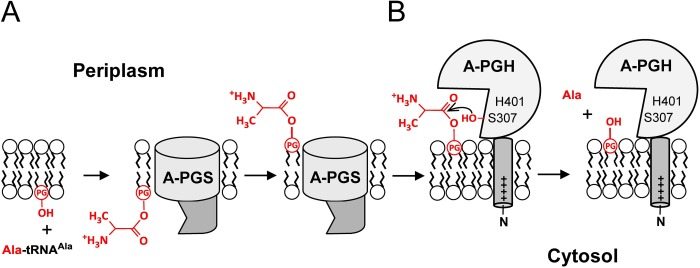 FIGURE 5.