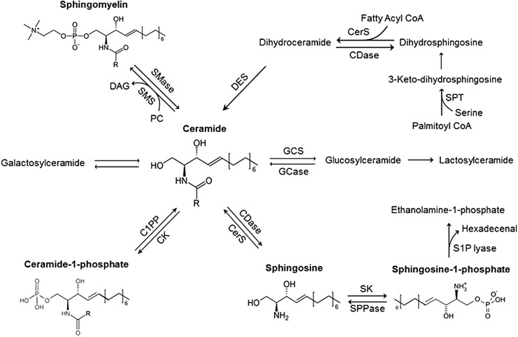 FIG. 1.