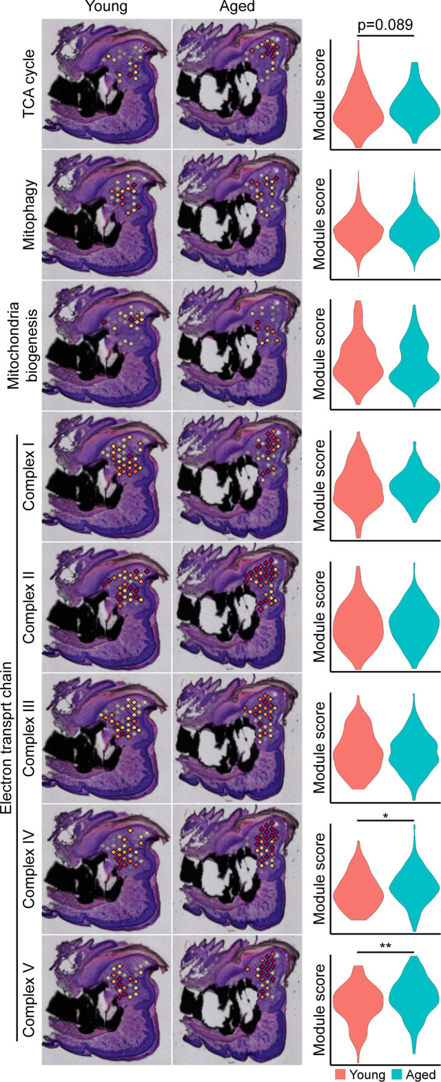 Figure 4—figure supplement 1.