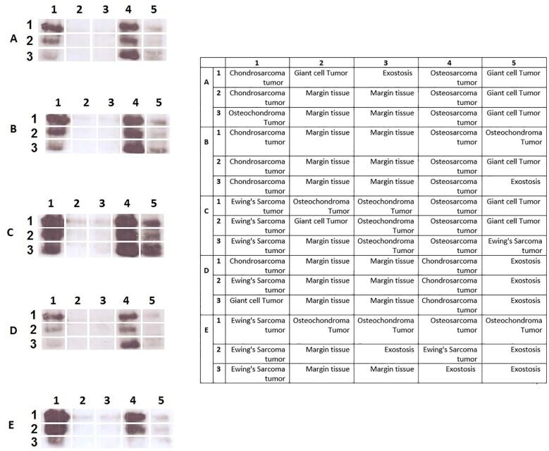 Supplementary figure 1