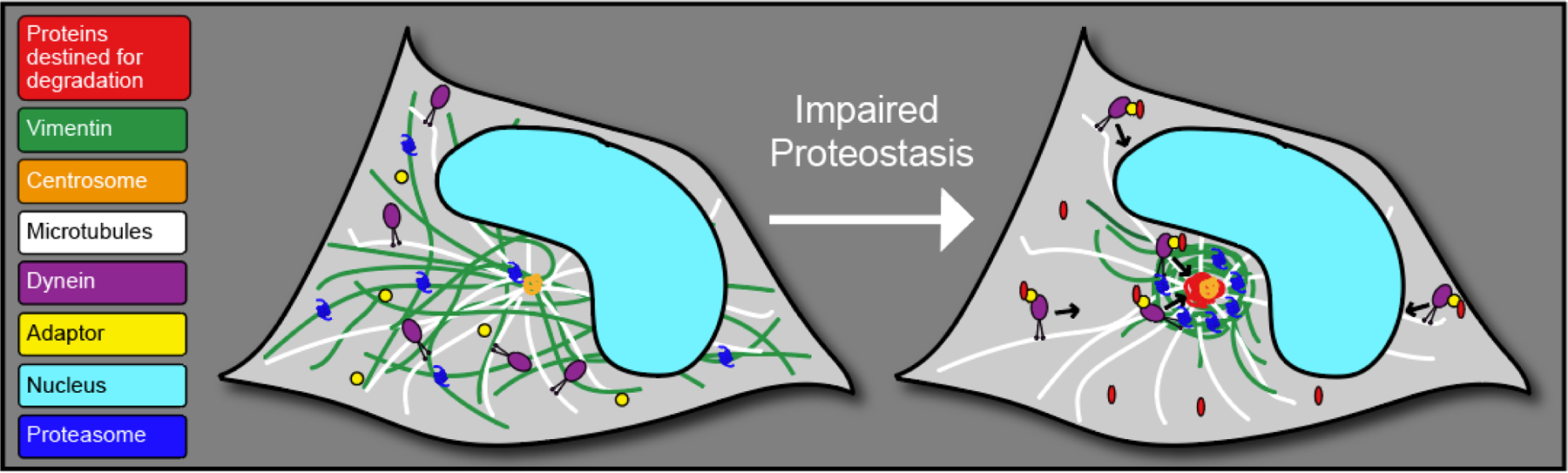 Figure 1 –