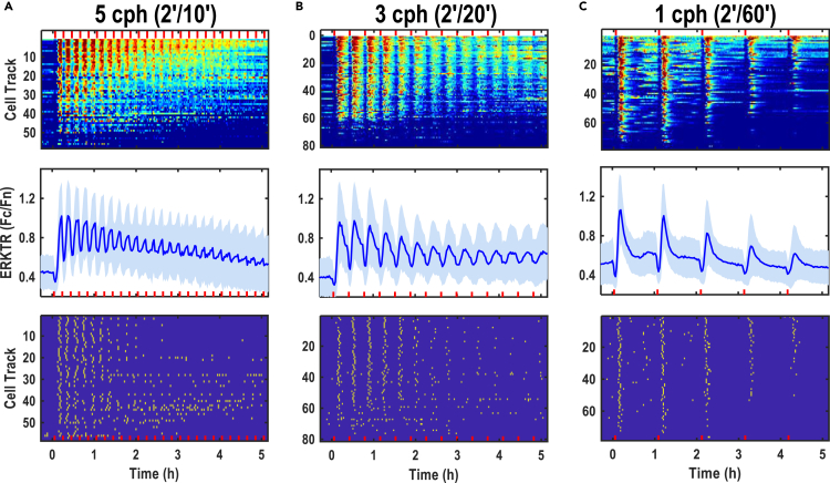 Figure 5