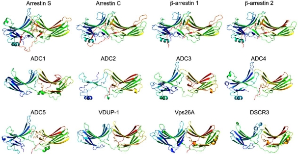 Fig. (2). 3D-structure of human arrestin clan proteins.