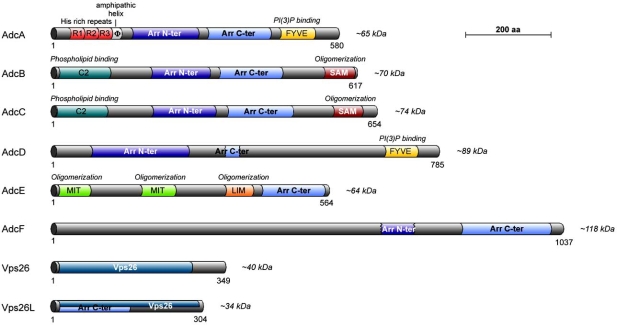 Fig. (4). Domain organization of Dictyostelium arrestin clan proteins.