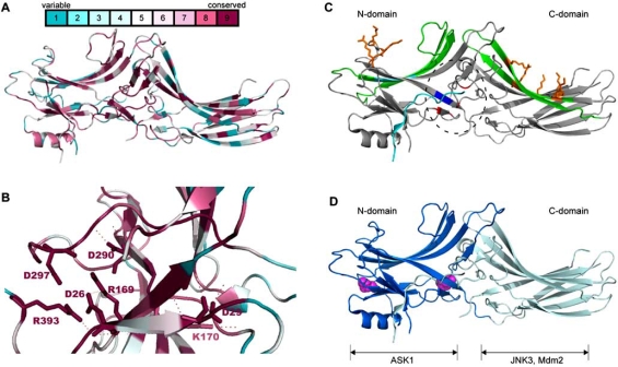 Fig. (1). Residue conservation among members of the arrestin family. Localization of binding sites on β -arrestins.