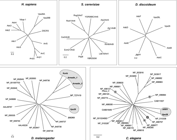 Fig. (3). Diversity of arrestin clan proteins in human, fruit fly, nematode, yeast and amoeba.