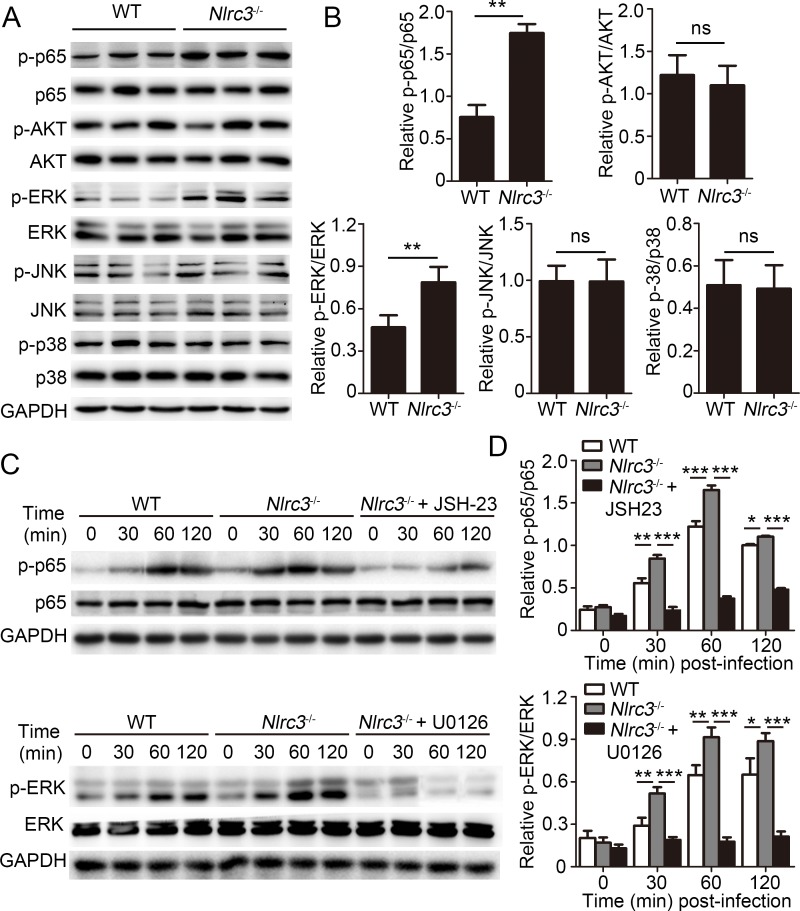 Fig 6