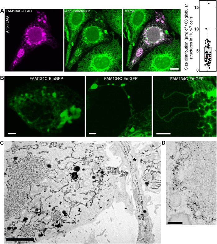 FIGURE 4: