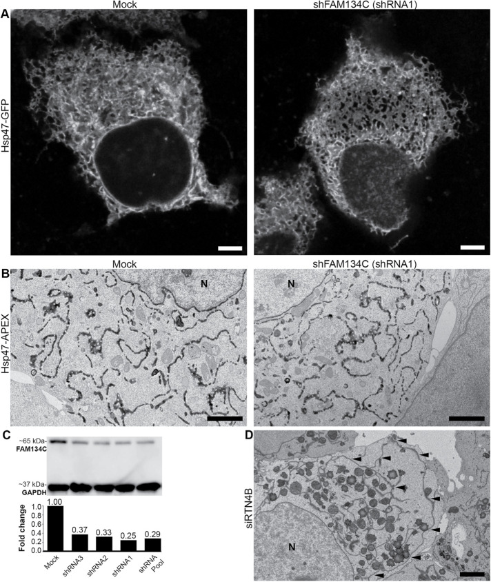 FIGURE 5: