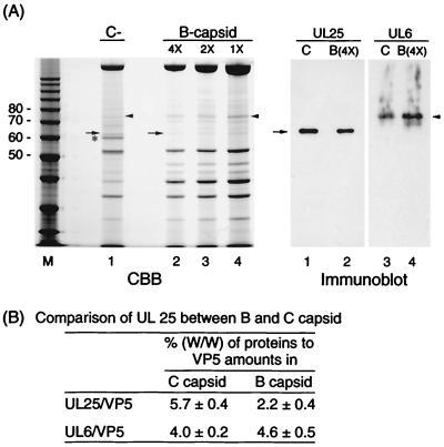 FIG. 6