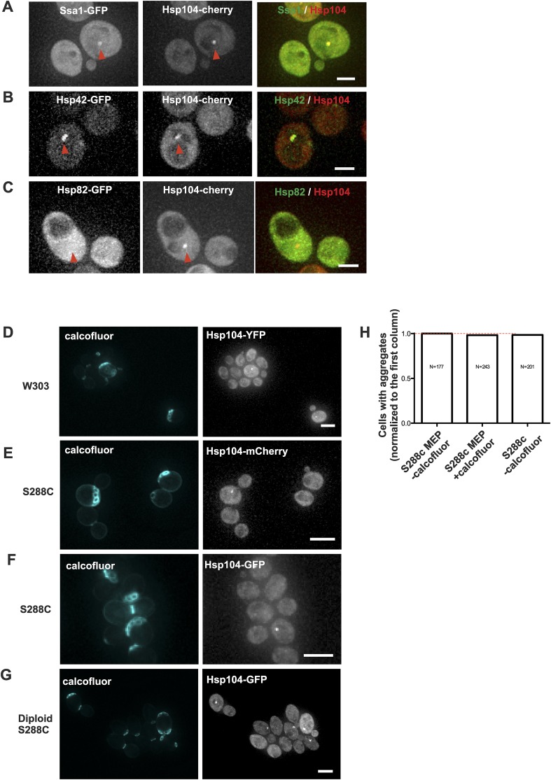 Figure 1—figure supplement 2.