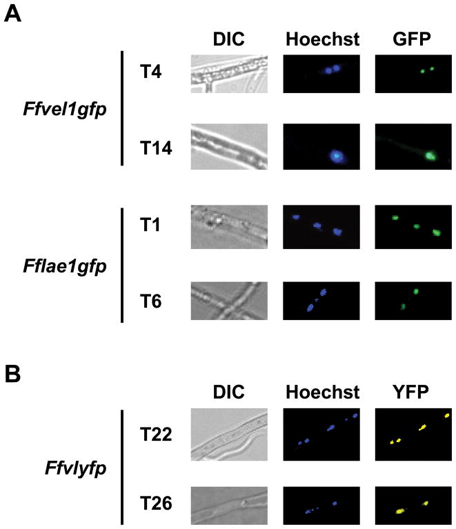 Figure 7