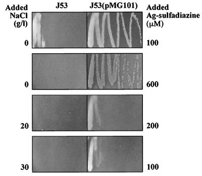 FIG. 3