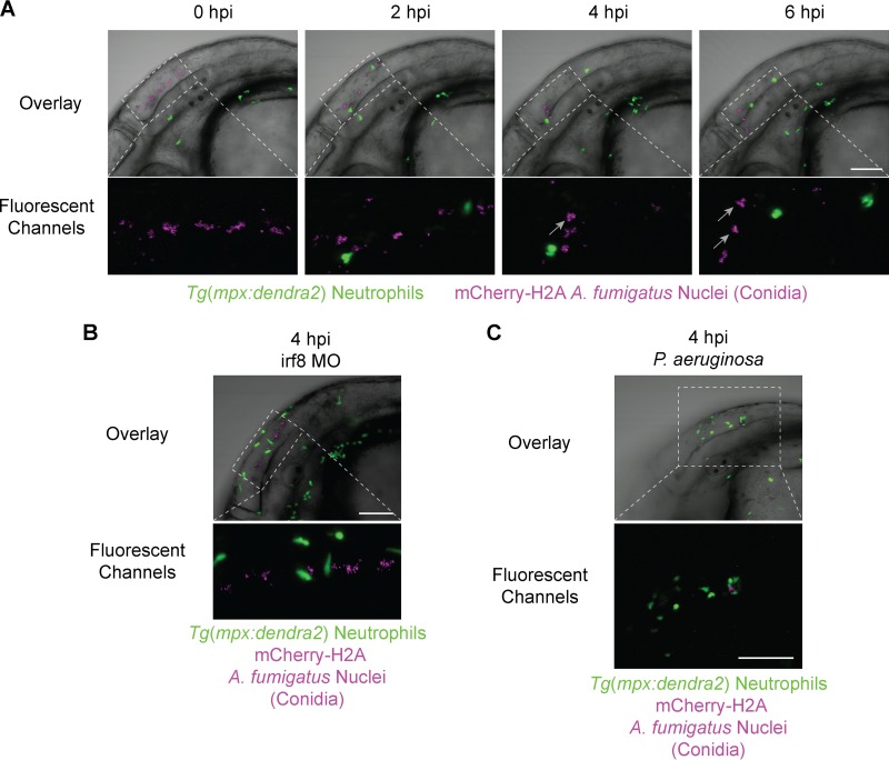 FIG 3