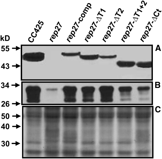 Figure 11.