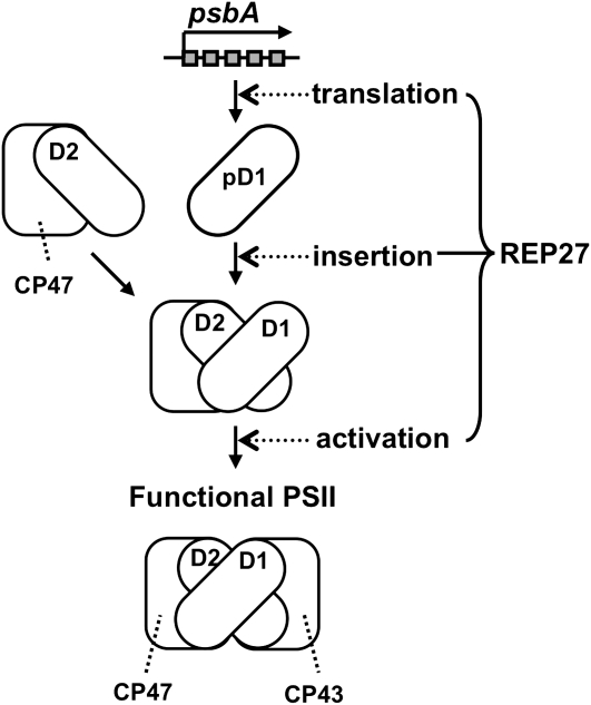 Figure 12.