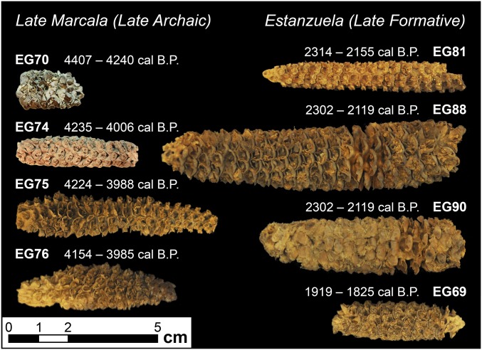 Fig. 3.