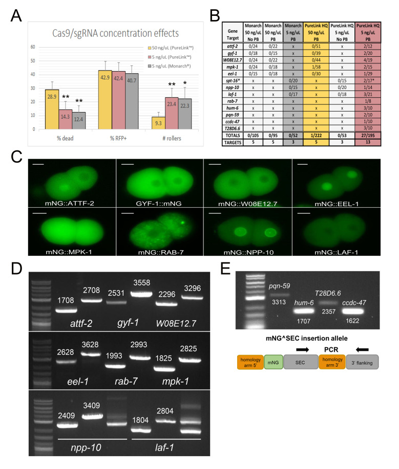 Figure 1. Improved CRISPR/Cas9 knock-in efficiency via the self-excising cassette (SEC) selection method in C. elegans