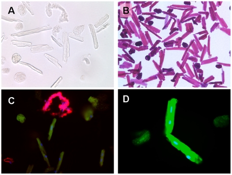 Figure 6