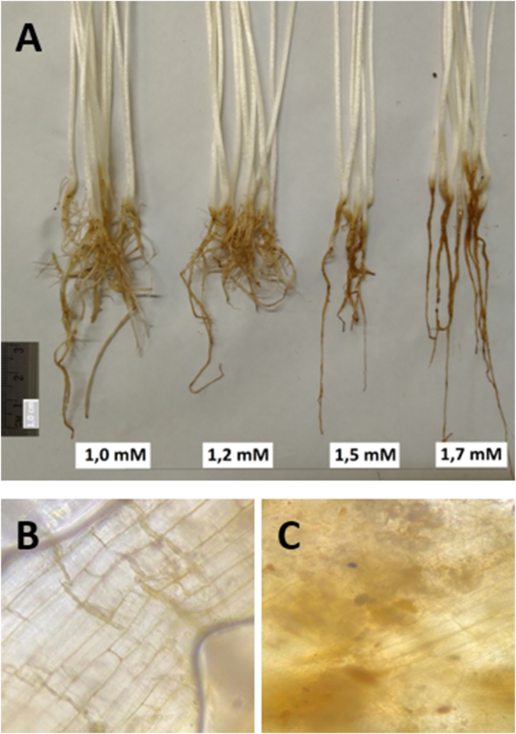 Figure 5