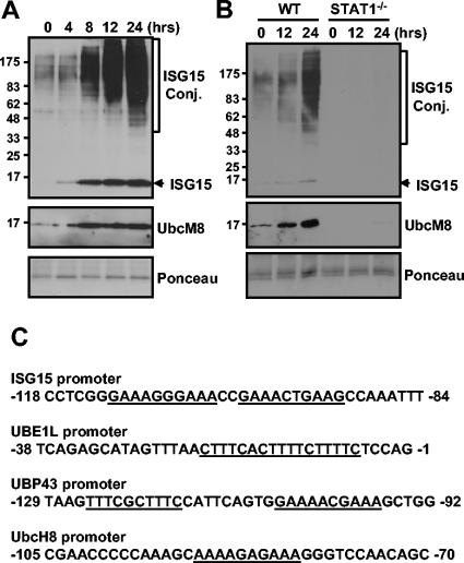 FIG. 1.