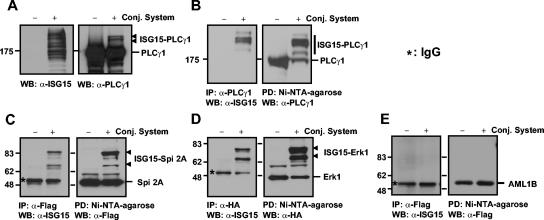 FIG. 7.