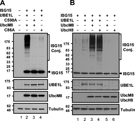 FIG. 4.