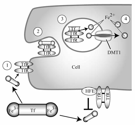 FIG. 1