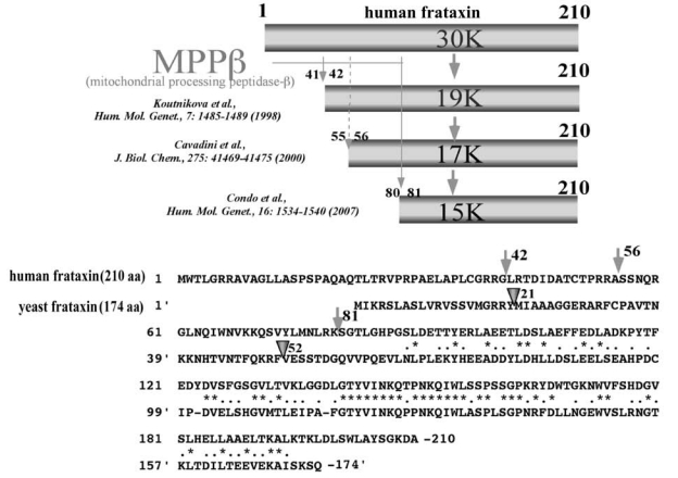 FIG. 12