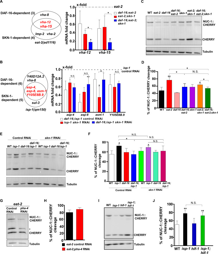 Figure 7—figure supplement 1.