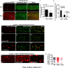 Figure 2—figure supplement 1.