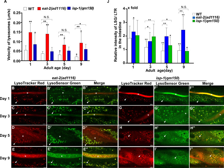 Figure 4—figure supplement 1.