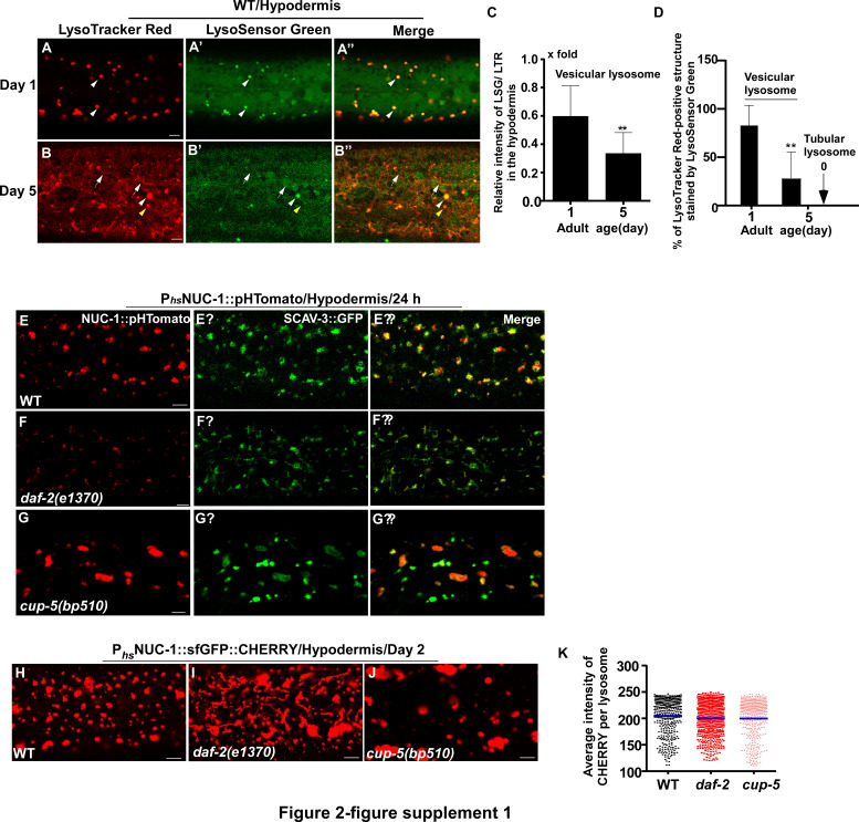 Figure 2—figure supplement 1.