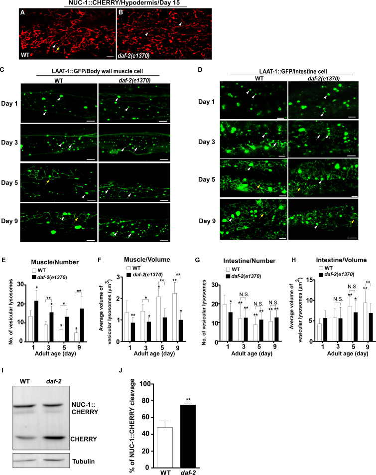 Figure 1—figure supplement 1.