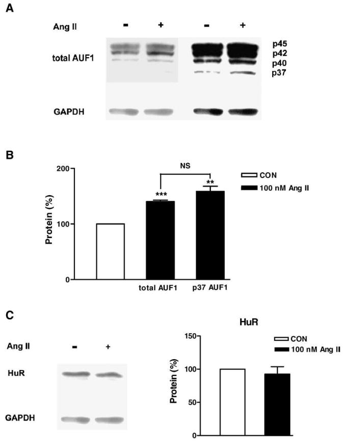 AUF1 is upregulated by angiotensin II to destabilize cardiac Kv4.3 ...