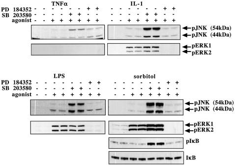 graphic file with name cdg552f10.jpg