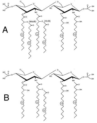 FIG. 1