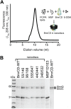 Figure 4—figure supplement 1.